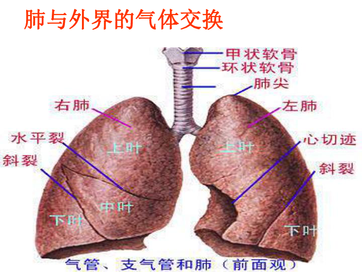 人教版(新课程标准)七年级下册第四单元第三章第二节 发生在肺内的