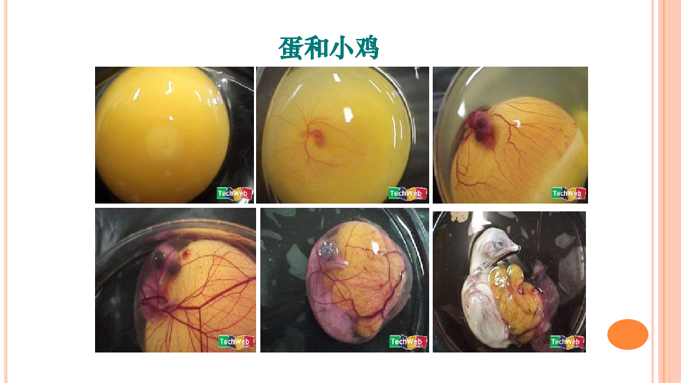 鸟卵发育过程图片