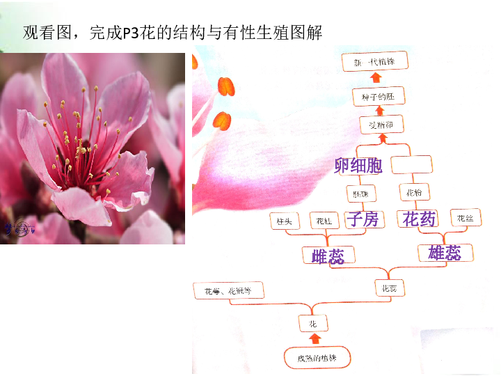 人教版八年級生物下冊 7.1.1 植物的生殖課件(共18張ppt)