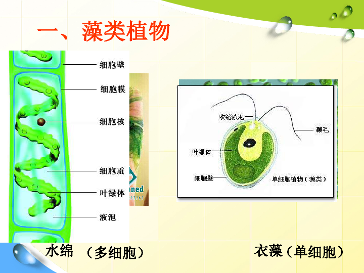 绿藻结构图图片