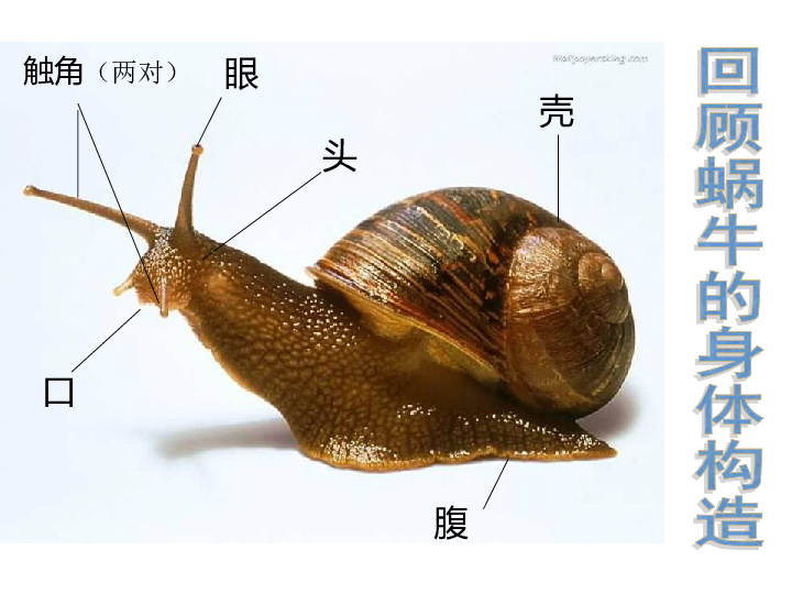 蜗牛身体介绍图图片