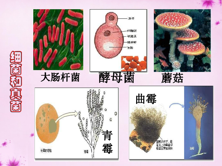 真菌种类和图片大全图片