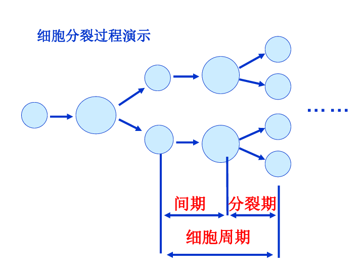 人口增殖_细胞的增殖思维导图