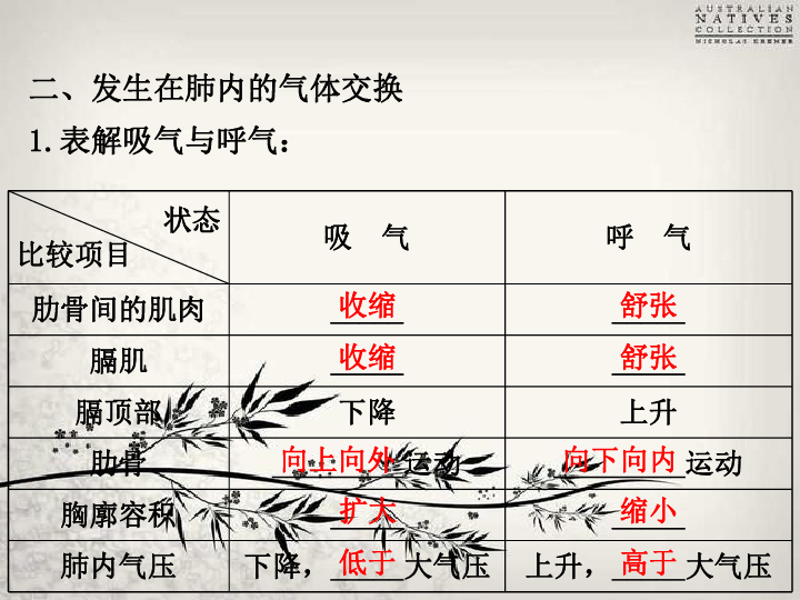 人教版七年級下冊生物第四單元第三章人體的呼吸知識點 複習課件.