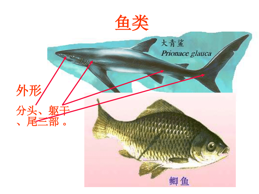 脊椎动物——鱼类、两栖类
