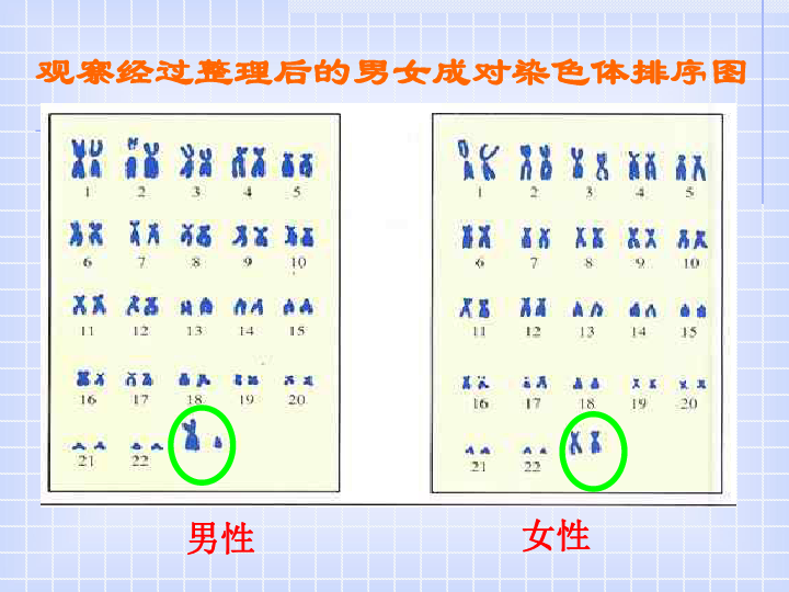 决定人口的性别的时期是_性指数决定性别