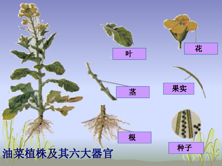 第三節 植物體的結構層次