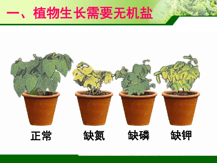 植物的生活 第二章 根的吸收作用 第三节 无机盐与植物的生长[id:11