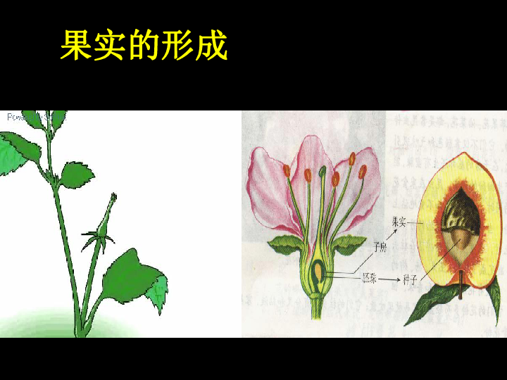 第三单元 生物圈中的绿色植物 第二章 被子植物的一生 第三节 开花和