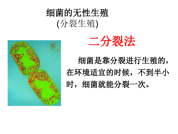 细菌生殖方式图片