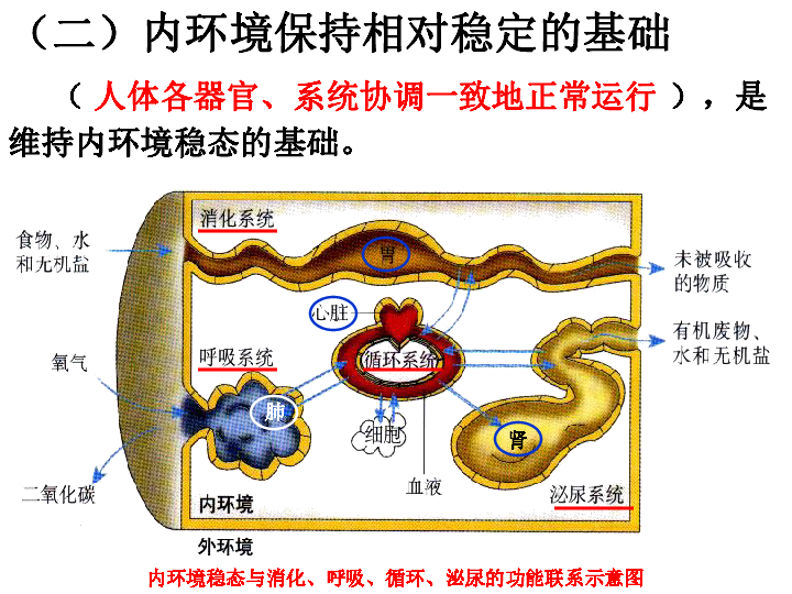 人教版高中生物必修三第一章第二节内环境稳态的重要性教学课件