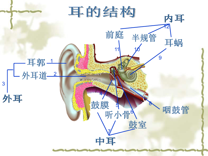 耳部结构图解大全高清图片