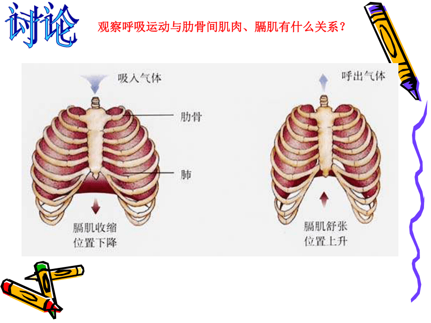第二节 发生在肺内的气体交换