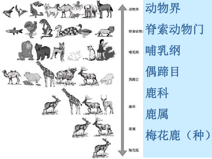 动物界科目图图片