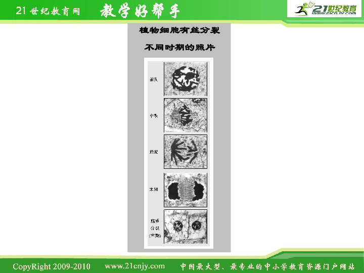 人口增殖下载_细胞的增殖思维导图