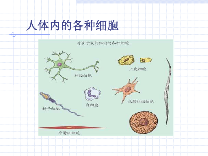 人体细胞结构初中图片