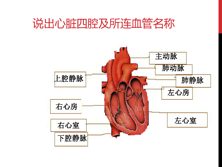 教版 七年级下册 第二单元 我们的身体与健康的生活 第二章 爱护心脏