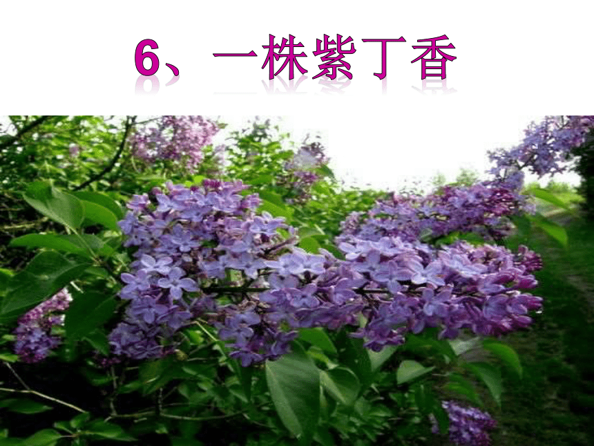 6、一株紫丁香