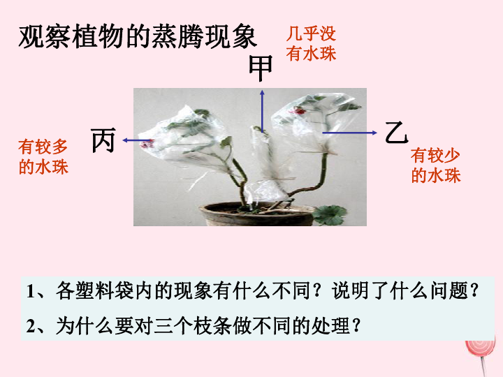 世界第一章生物圈中的綠色植物第2節綠色植物的蒸騰作用課件(25張ppt)