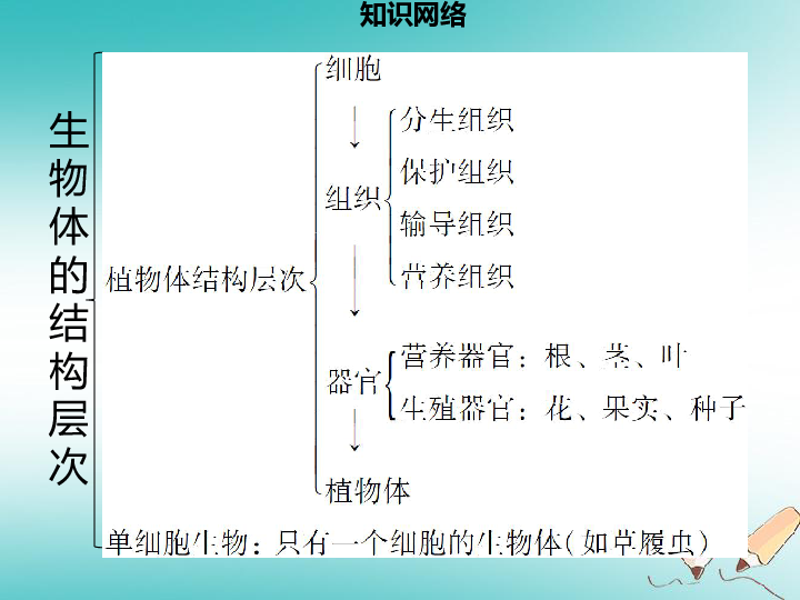 2018年秋季七年级生物上册第二单元第4章生物体的结构层次章末小