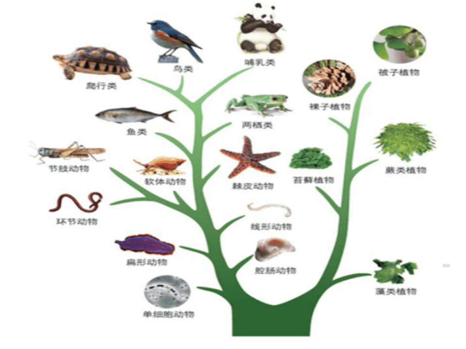 生物进化 卡通图片