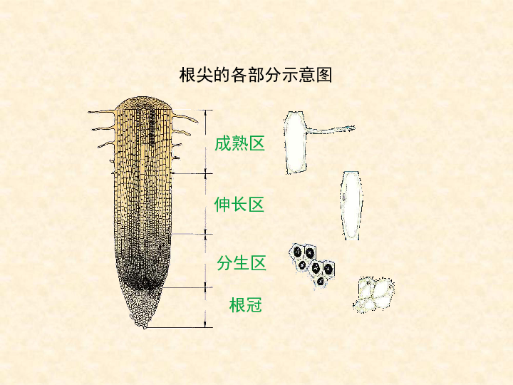 水稻根结构图图片