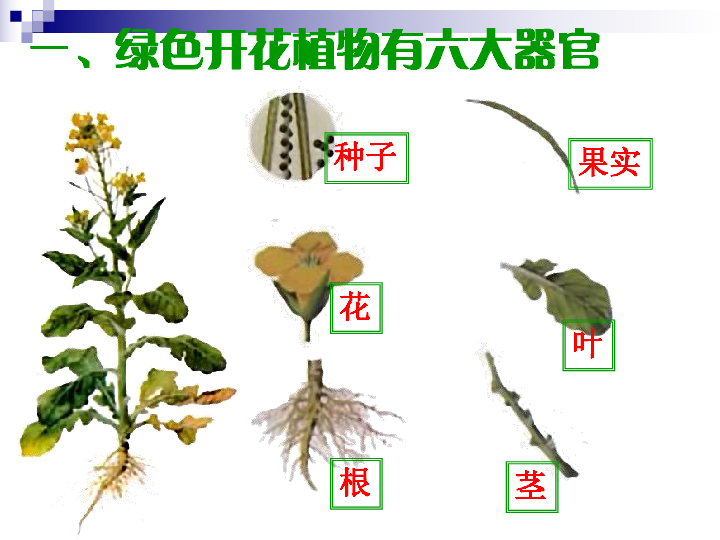 植物体的结构层次课件