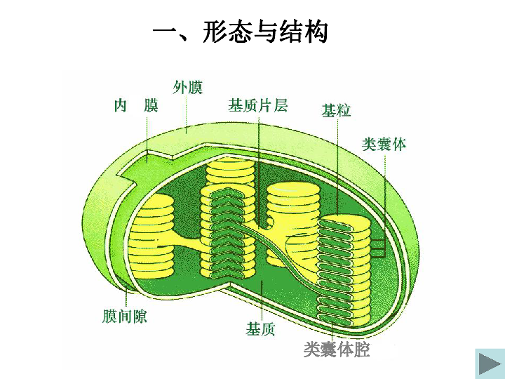 叶绿体结构简图怎么画图片