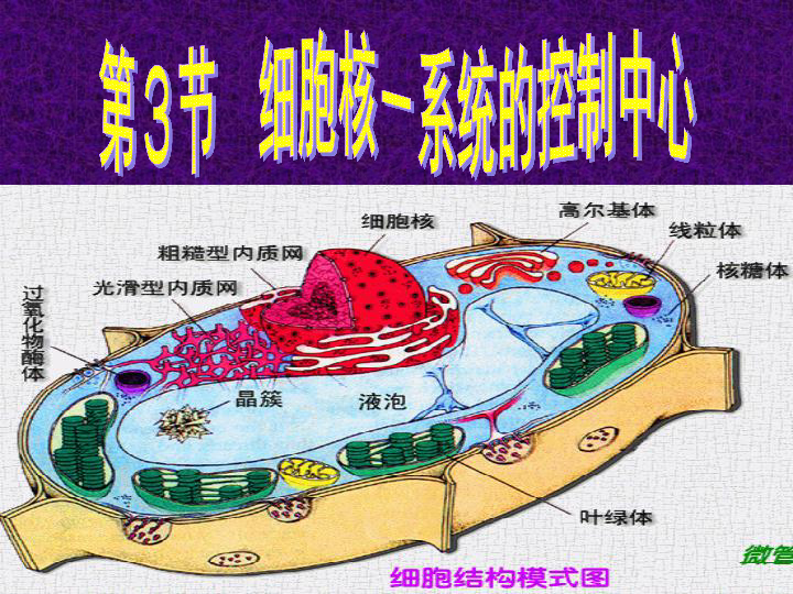 筛管及伴胞的示意图图片