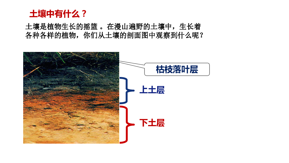 41 土壤的成分（课件 28张ppt） 21世纪教育网 0739