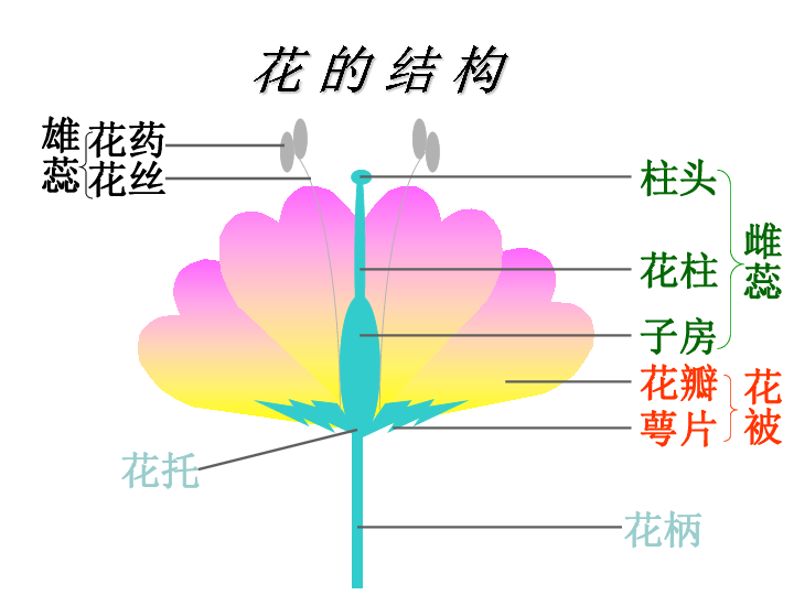 15植物生殖方式的多样性(被子植物的有性生殖)