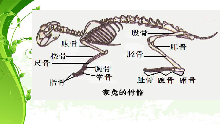 第一节 动物的运动课件(共20张ppt)