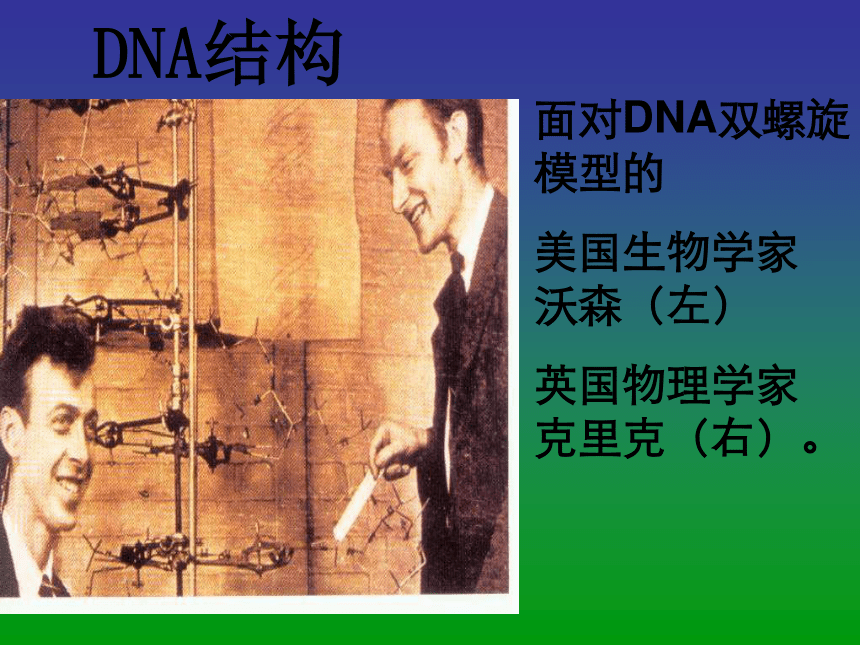 浙科版生物必修2第二节《 DNA的分子结构和特点》课件
