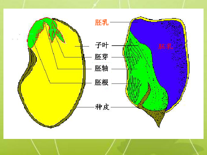 被子植物的种子结构图片