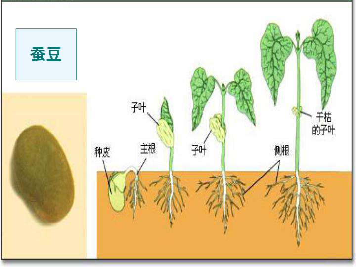 绿豆种子发芽过程图片