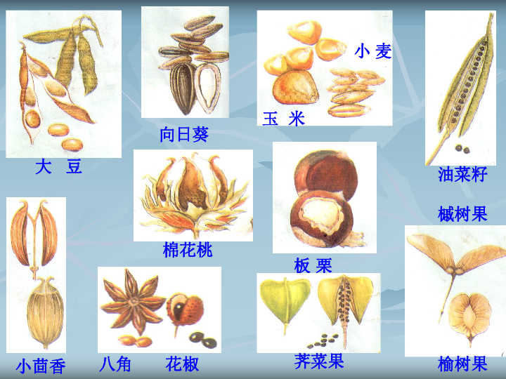 观察植物的花果实和种子(观察花和果实的结构的实验工具)