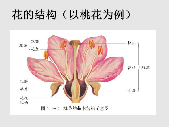 樱花结构示意图图片