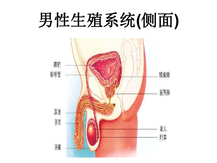 人口与生殖_人口与国情手抄报(2)
