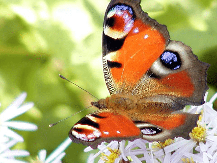 台湾蝴蝶甲天下图片