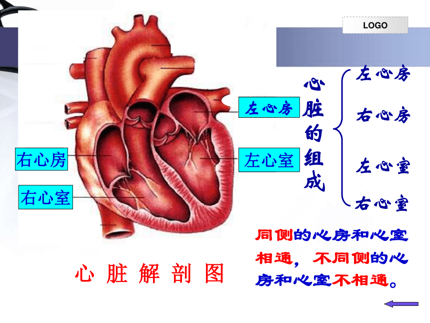 输送血液的泵——心脏课件（2课时）