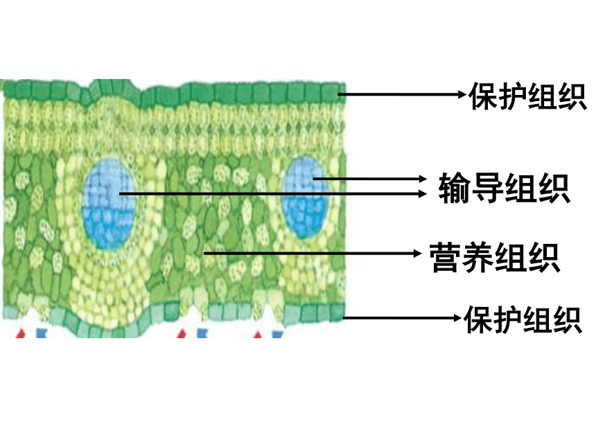 第3节生物体的结构层次（第二课时）