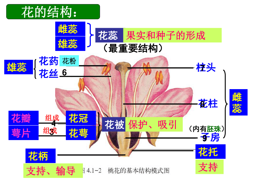 绿色开花植物一生1-3节