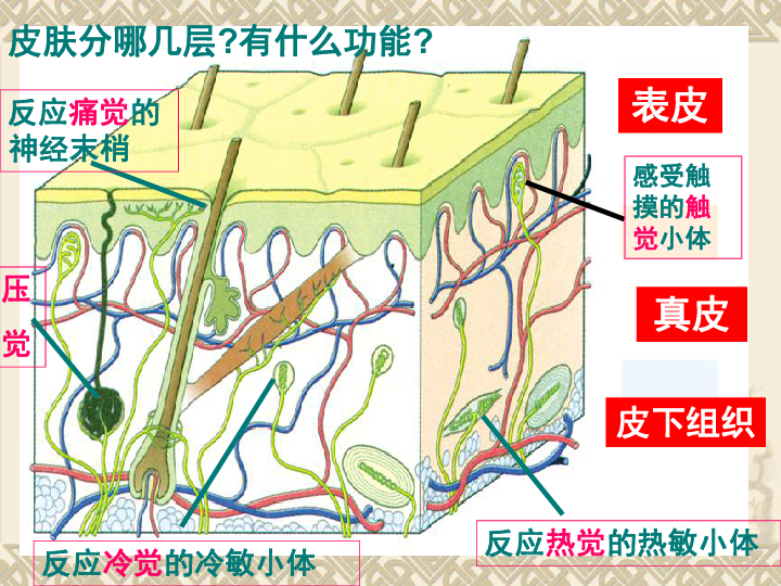 六舌耳人口_人口普查