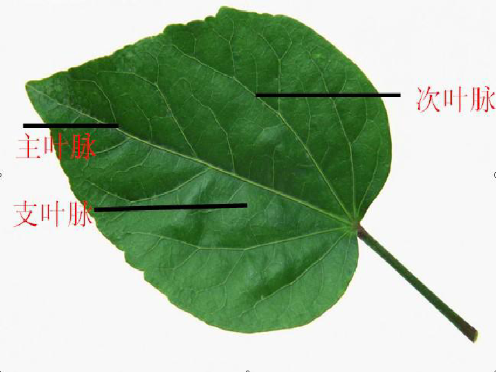 8叶子上的小血管 课件(20张幻灯片)